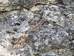 Anolis lucius