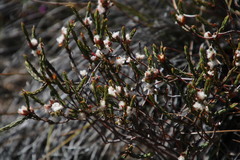 Lachnaea laniflora