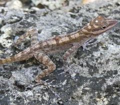 Anolis lucius