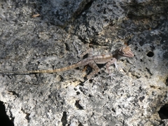 Anolis lucius