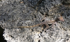 Anolis lucius