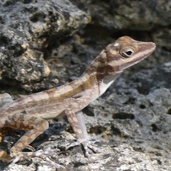 Anolis lucius