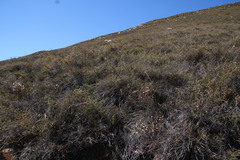 Lachnaea laniflora