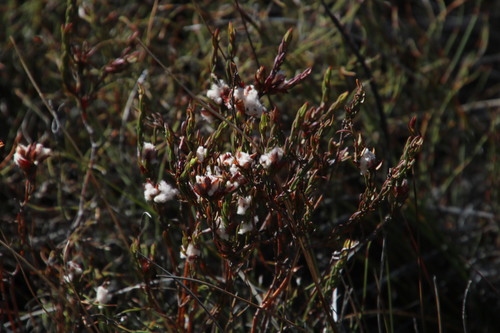 Image of Lachnaea laniflora by (c) Tony Rebelo, some rights reserved (CC BY-SA)