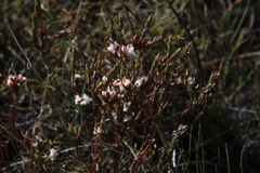 Lachnaea laniflora