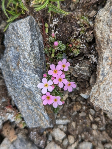Image of Alpine Rock-Jasmine (Androsace alpina) by (c) Elias, some rights reserved (CC BY)