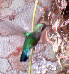 Chlorostilbon assimilis