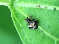 Tachyerges ephippiatus