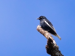 White-Tailed Cotinga photo 1