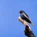 Cotinga Coliblanco - Photo (c) Hector Bottai, algunos derechos reservados (CC BY-SA)