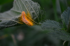 Puccinia urticata