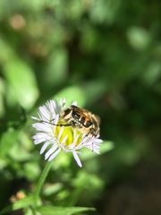 Trichiotinus viridans