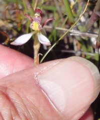 Eriochilus cucullatus