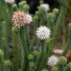 Campylostachys cernua