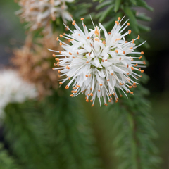 Campylostachys cernua