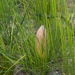 Protea lorea