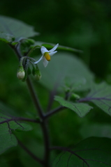 Solanum nigrum