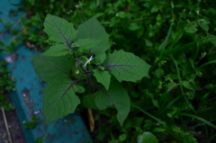 Solanum nigrum