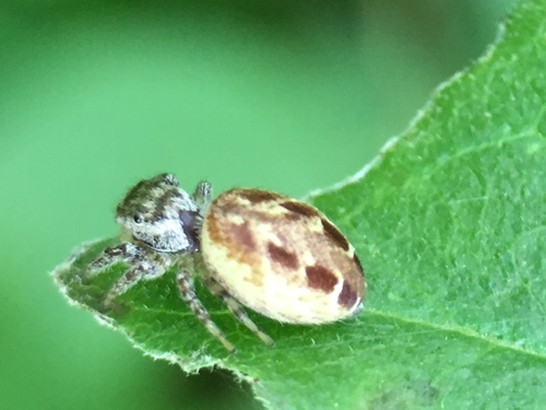 Common white-cheeked jumping spider