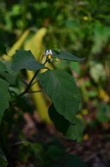 Solanum nigrum