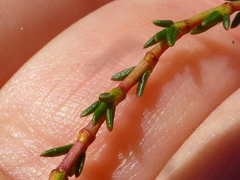 Cliffortia ericifolia