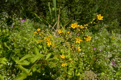 Lysimachia vulgaris
