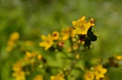 Lysimachia vulgaris