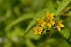 Lysimachia vulgaris