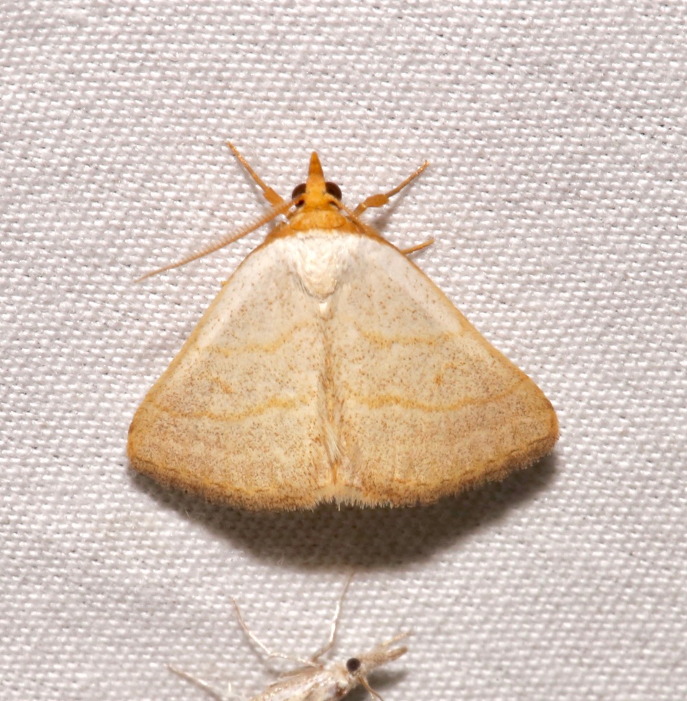 Oxycilla tripla