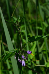 Solanum dulcamara