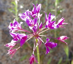 Allium peninsulare