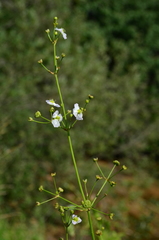 Alisma plantago-aquatica