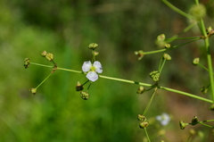 Alisma plantago-aquatica