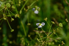 Alisma plantago-aquatica