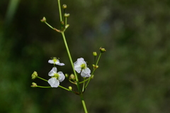 Alisma plantago-aquatica