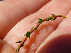 Cliffortia ericifolia