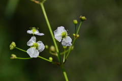 Alisma plantago-aquatica