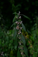 Leonurus quinquelobatus