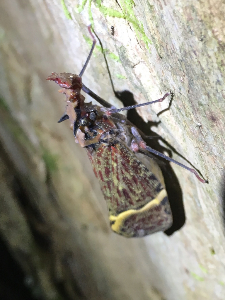 Fulgorinae