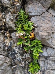 Asplenium obtusatum sphenoides