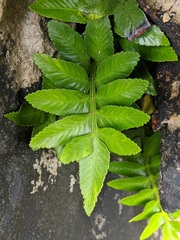 Asplenium obtusatum sphenoides
