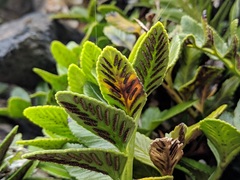 Asplenium obtusatum sphenoides