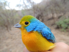 Passerina leclancherii