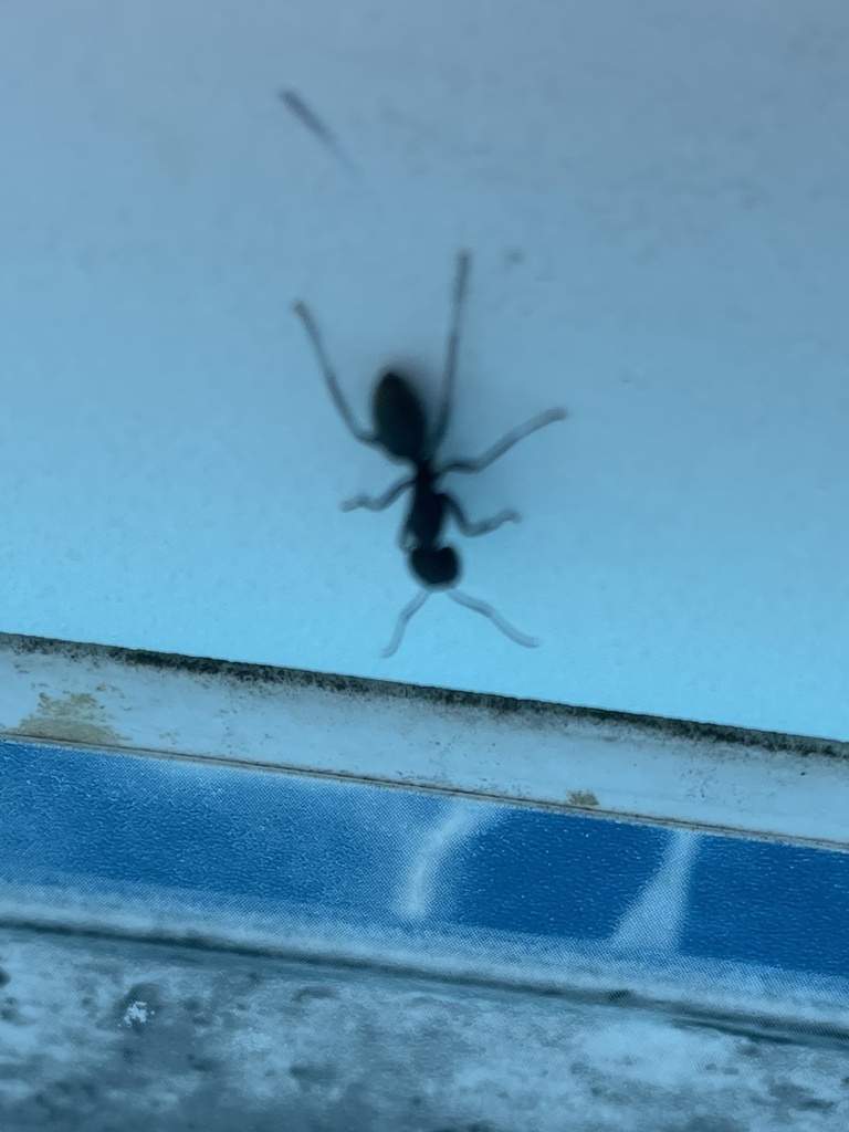 Ants from w blue st st pauls nc us on august 12 2023 at 04 16 pm