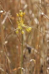 Allium flavum