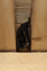 Myotis mystacinus