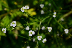 Alisma plantago-aquatica