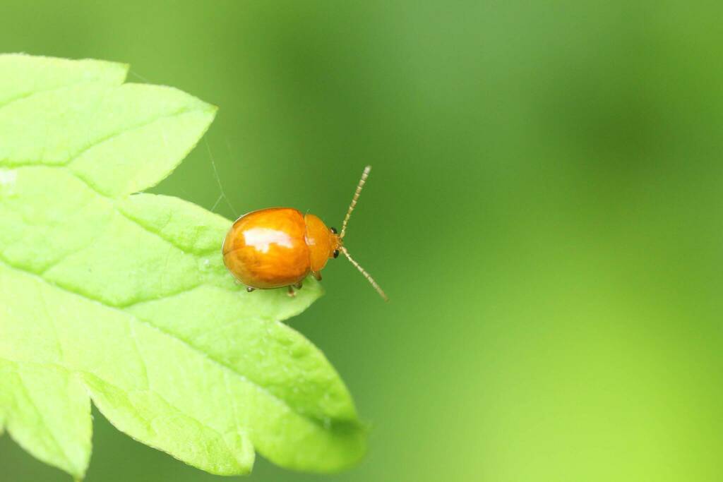 Argopus balyi