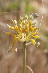 Allium flavum