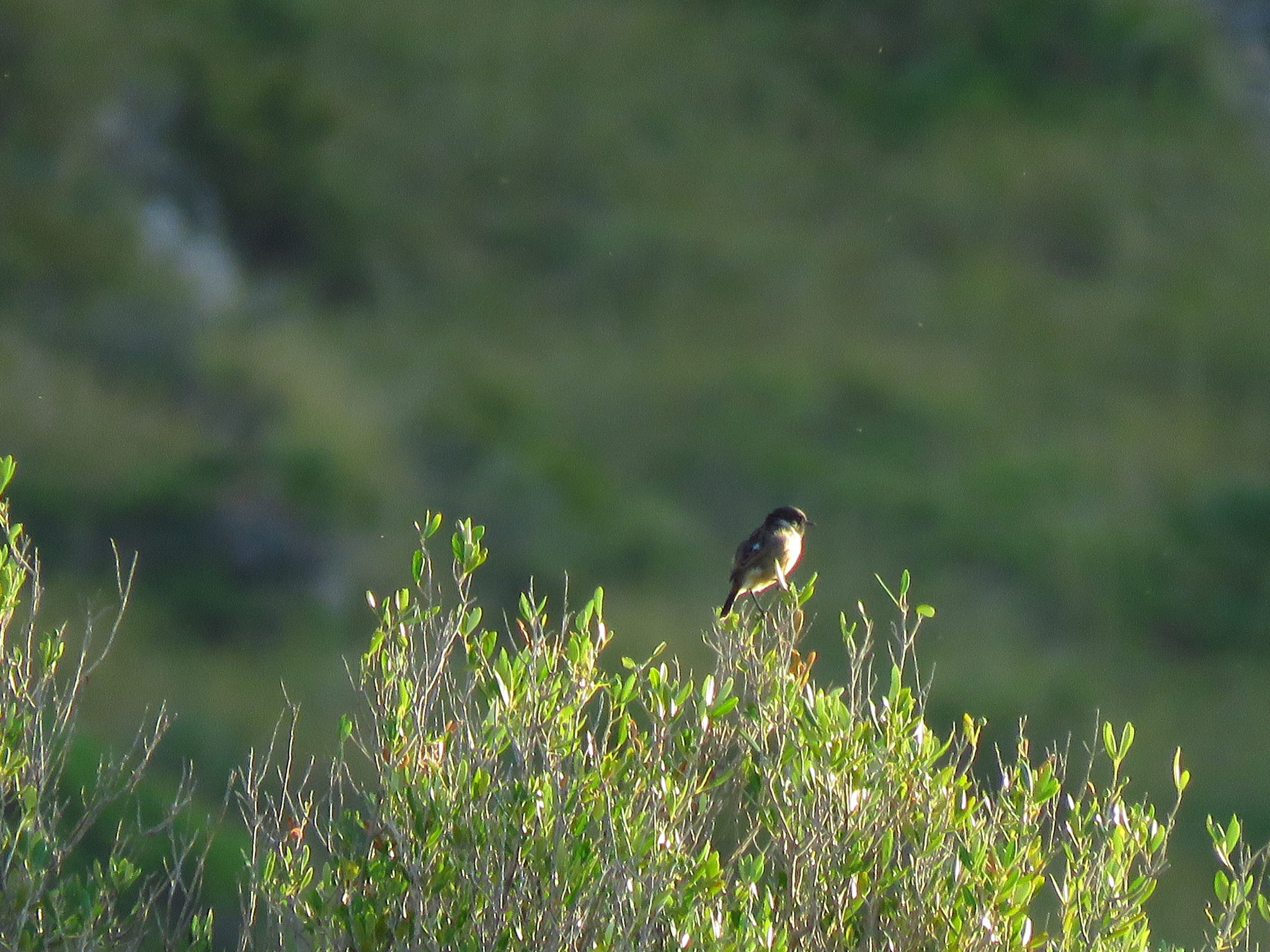 European Stonechat
